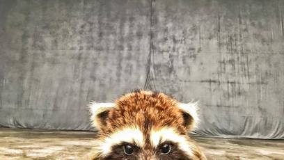 Rocket Raccoon arrives on set of ‘Guardians Of The Galaxy Vol. 2’