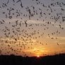 Bats2012 Avatar