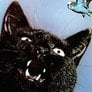 Budgiecat Avatar