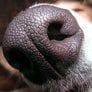 ProgressiveDog Avatar