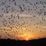 Bats2012 Avatar