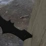 Lost Batarang Avatar
